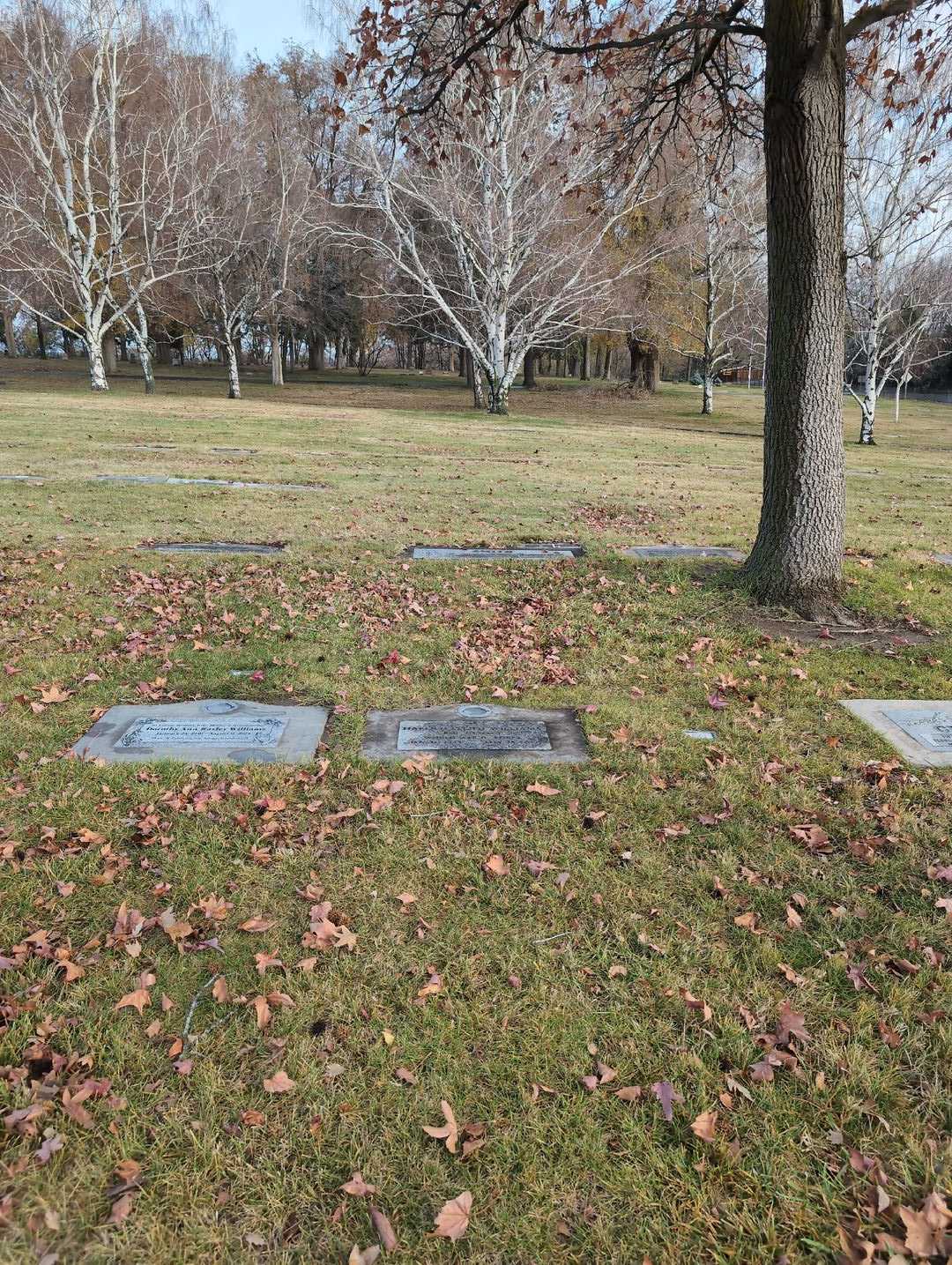 Harold Llloyd Williams's grave. Photo 2