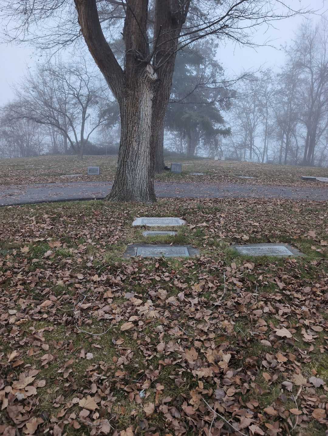 David F. Kaylor D. D. S.'s grave. Photo 2