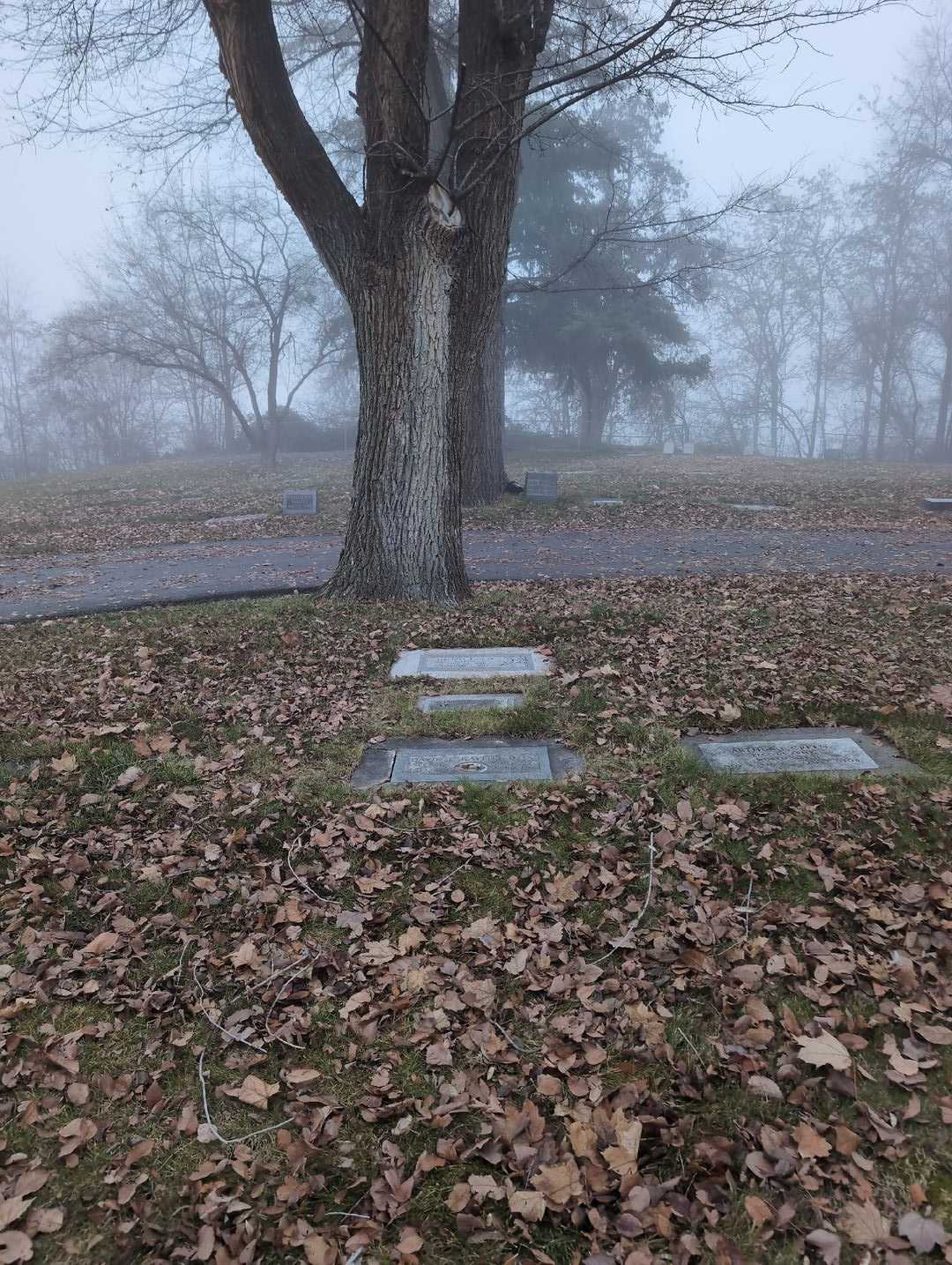 David F. Kaylor D. D. S.'s grave. Photo 4