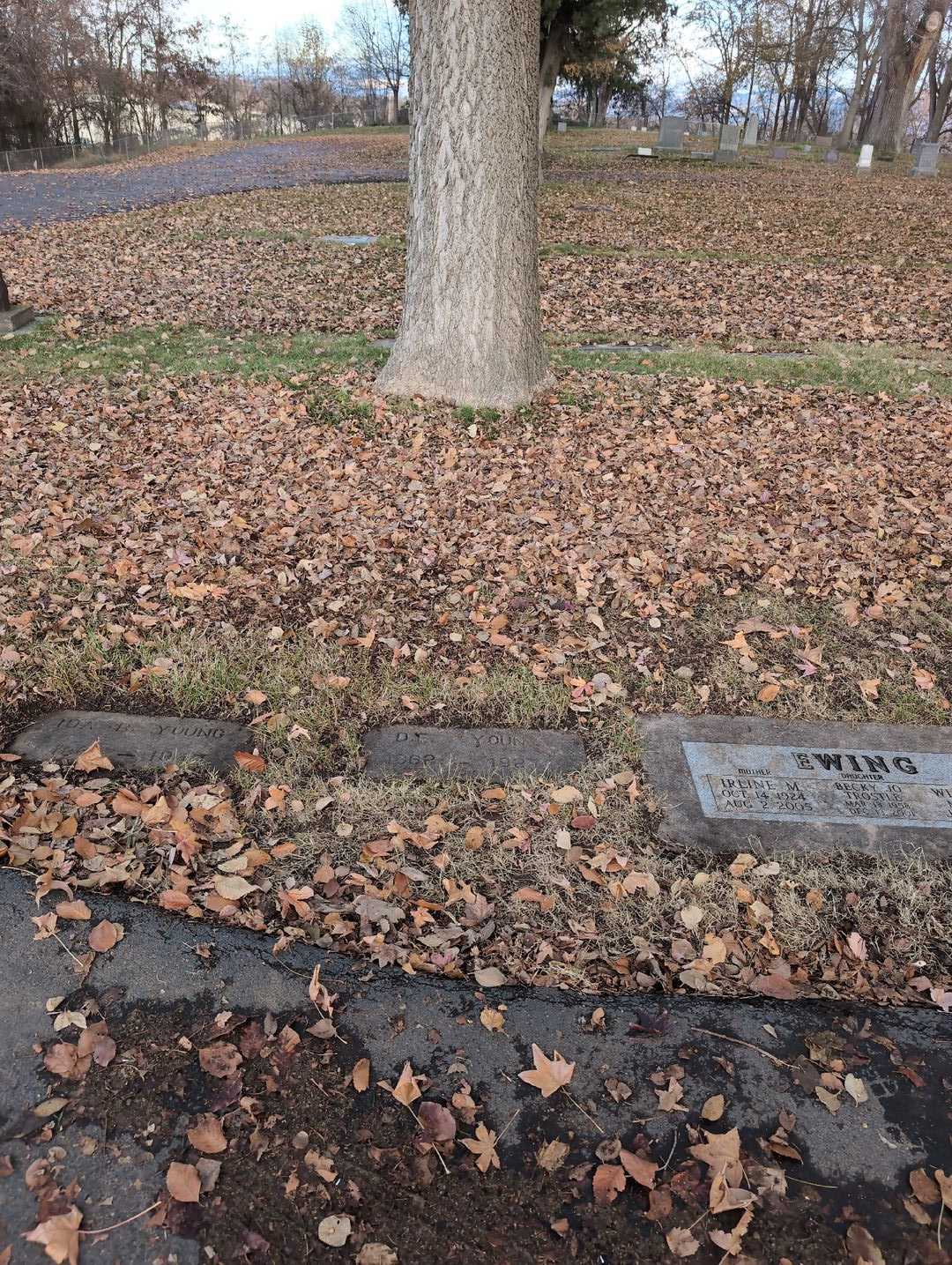 David Fredric Young's grave. Photo 2